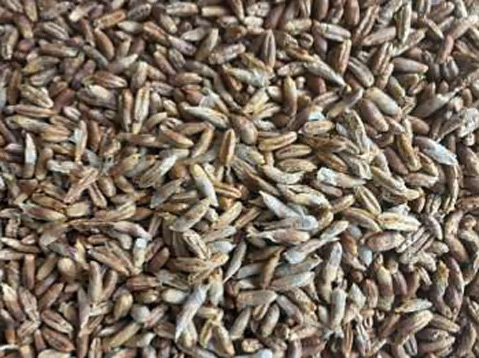 Madina Date Seeds (Whole Date Pits)