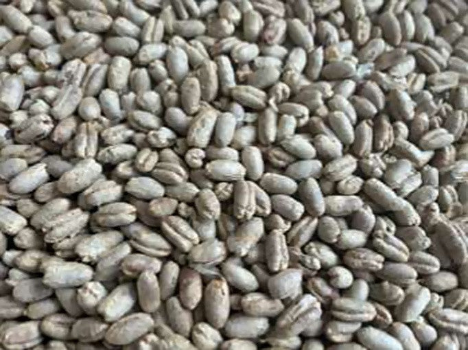 Madina Ajwa Date Seeds (Whole Ajwa Pits)